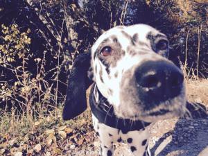 12204891_10153121587041820_1179955693_n